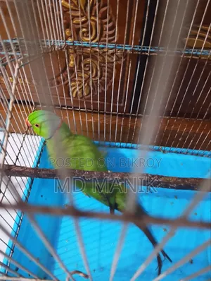 রিংনেট টিয়া পাখি