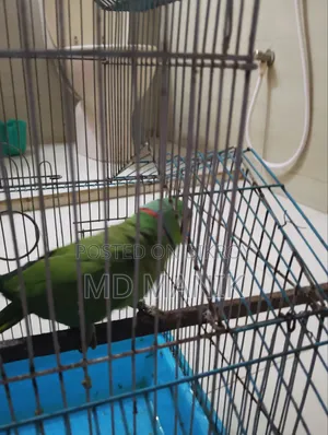 রিংনেট টিয়া পাখি
