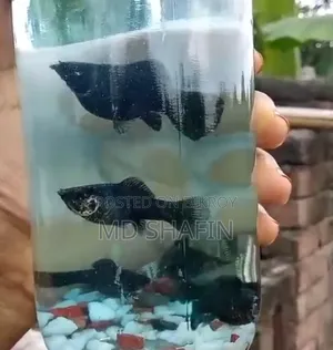 বেলুন মলি মাছ