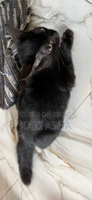 ১-৩ মাস বয়সী পুরুষ সংকর জাতের ব্রিটিশ শর্টহেয়ার