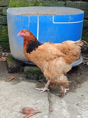 নিউ অ্যাডাল্ট ব্রাহমা