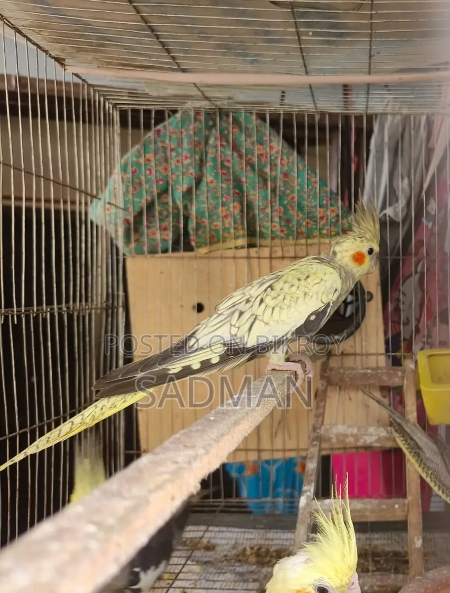 ৩ টি ককাটেল বিক্রি হবে, বয়স: ৩ মাস, অ্যাক্টিভ, দাম ১১০০ প্রতি পিস