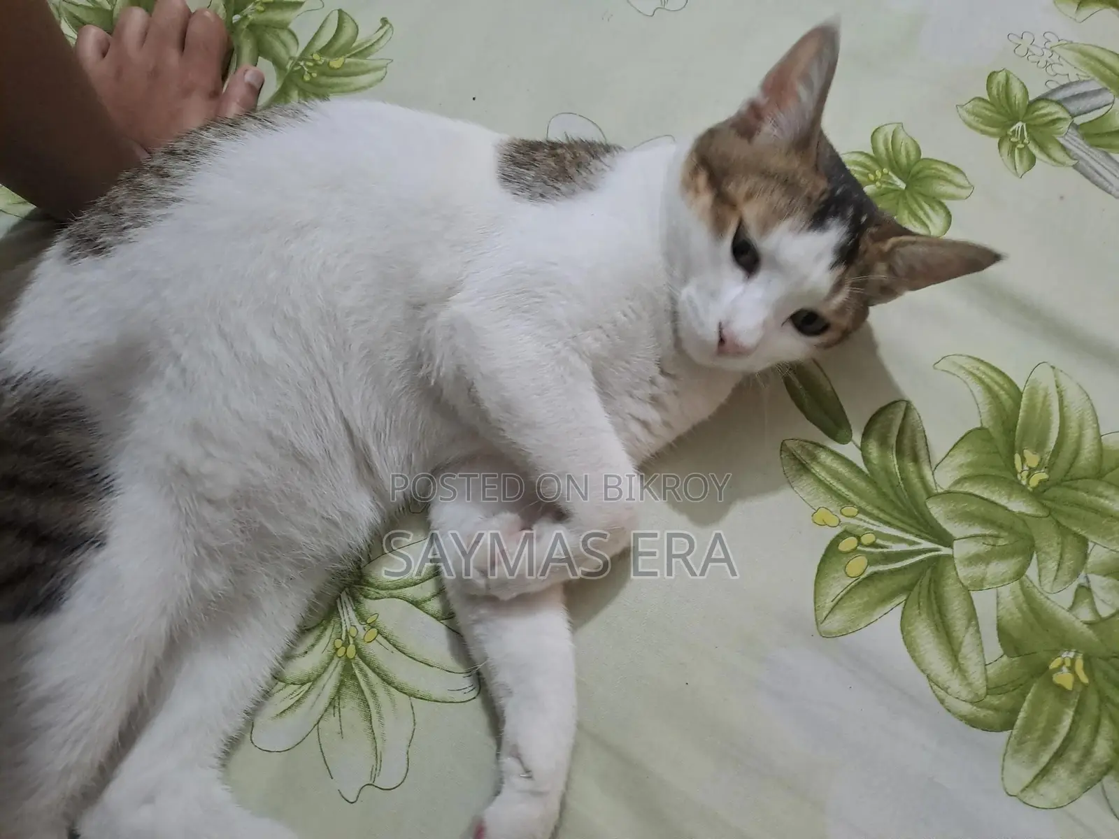 1-3 months Female Mixed Breed Bengal Cat