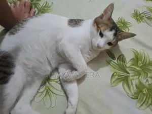 1-3 months Female Mixed Breed Bengal Cat