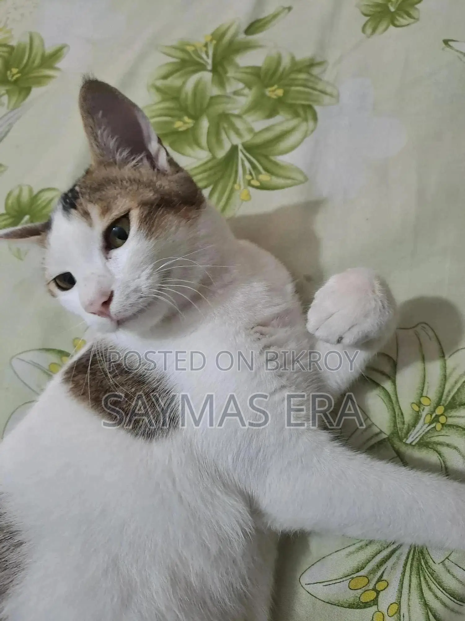 1-3 months Female Mixed Breed Bengal Cat
