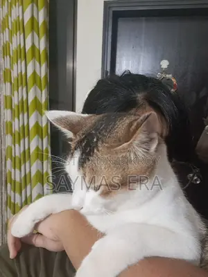 1-3 months Female Mixed Breed Bengal Cat