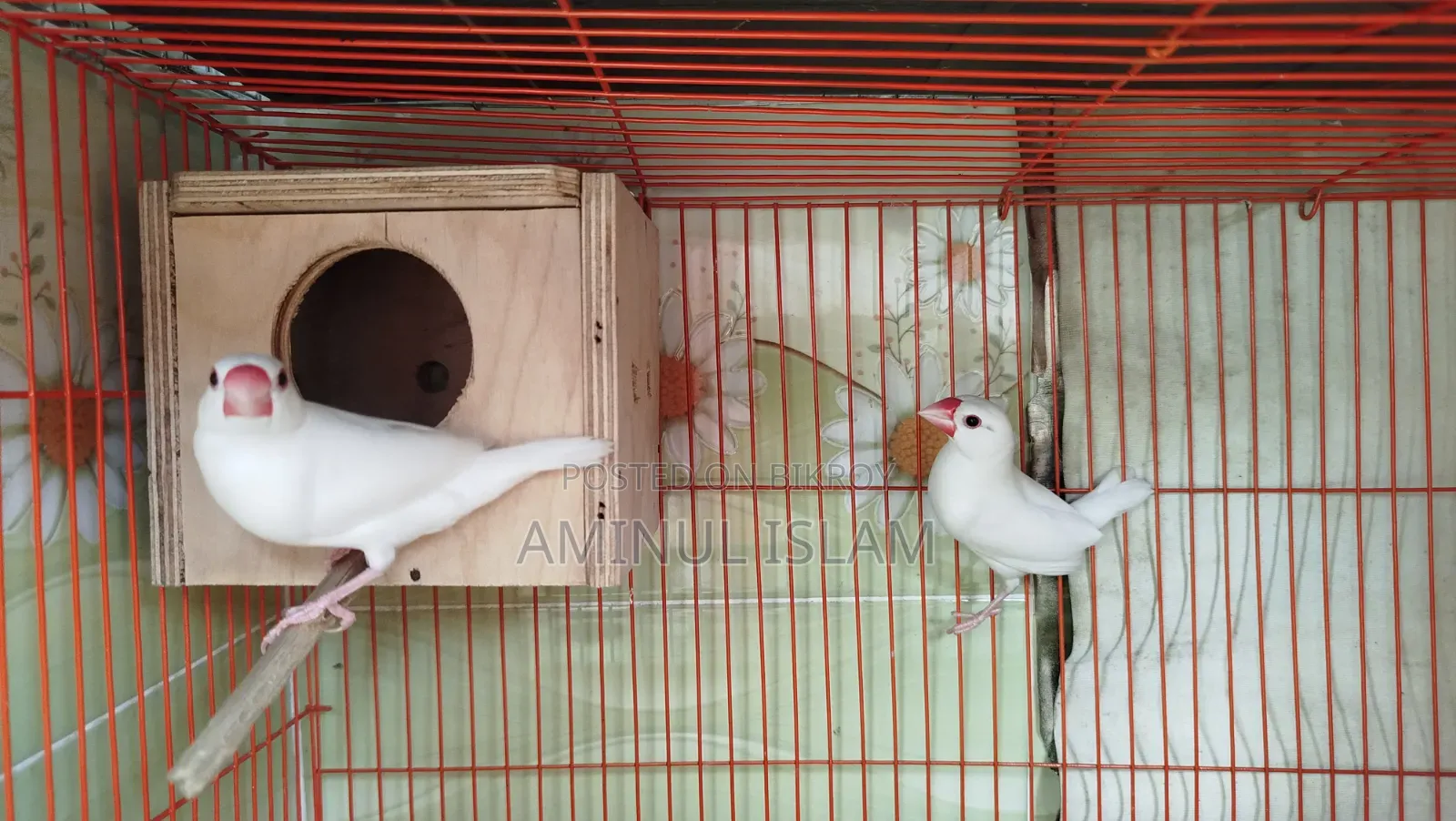 ১ জোড়া জাভা পাখি