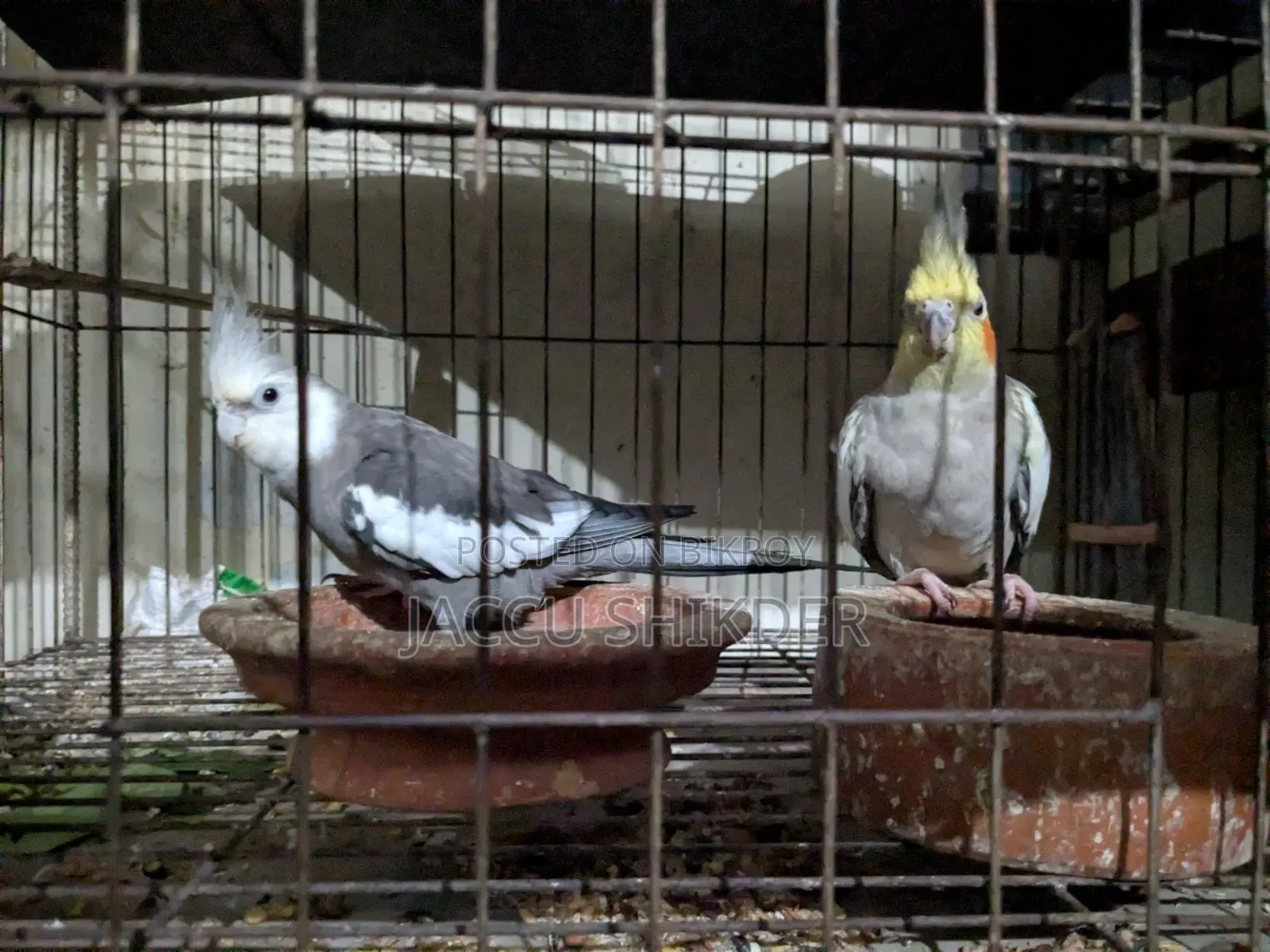কোকাটেল পাখির জোড়া
