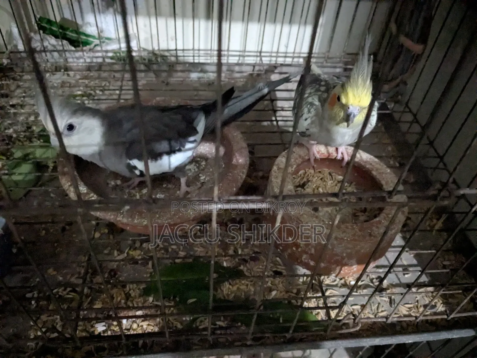 কোকাটেল পাখির জোড়া