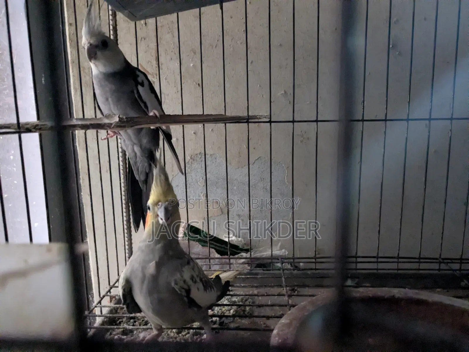 কোকাটেল পাখির জোড়া