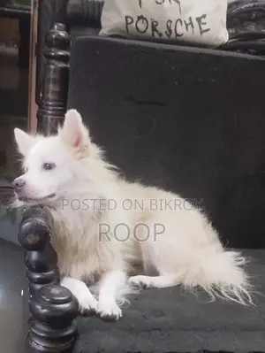 ১+ বছরের পুরুষ খাঁটি জাপানি স্পিটজ
