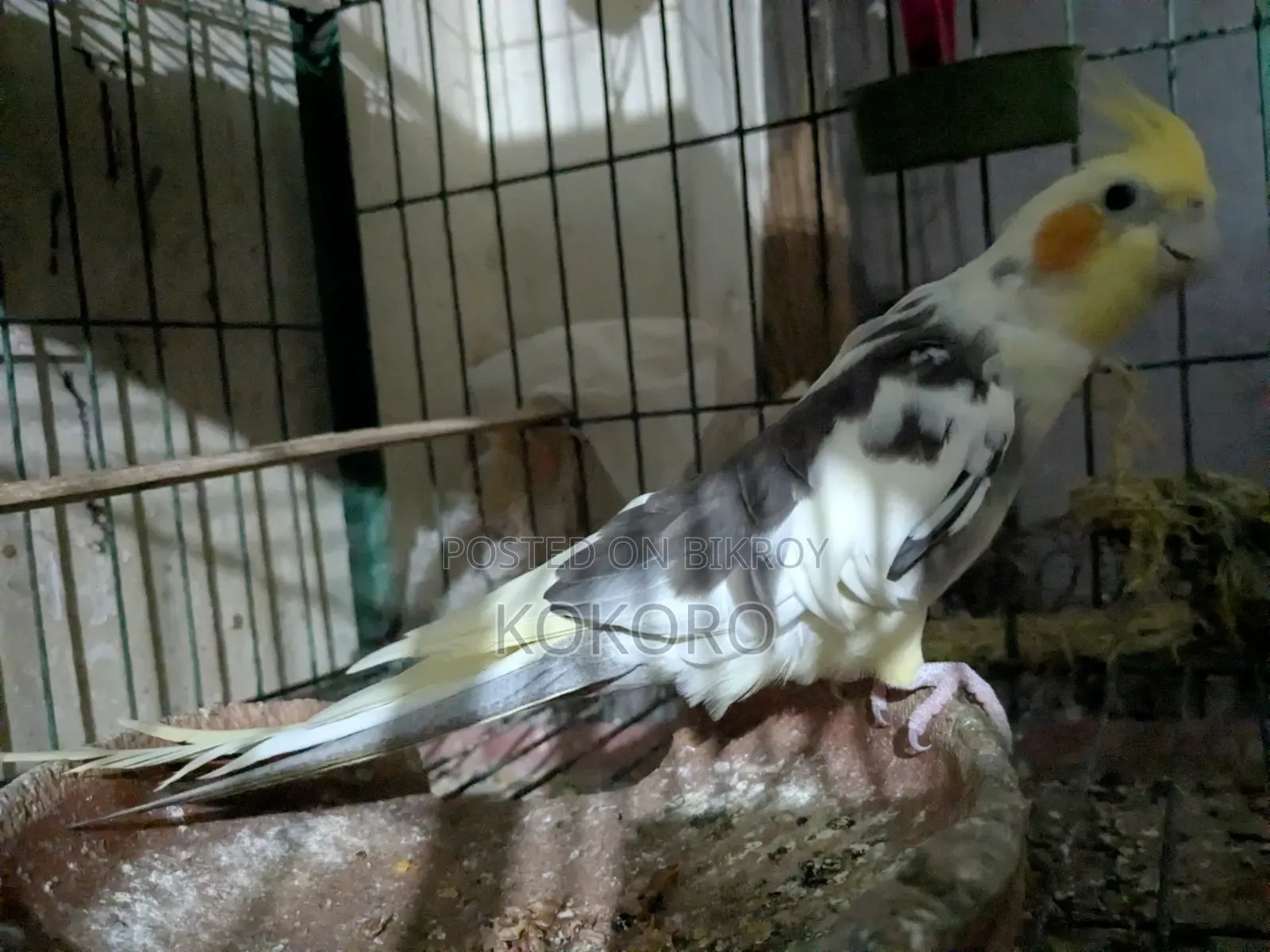 কোকাটেল পাখি