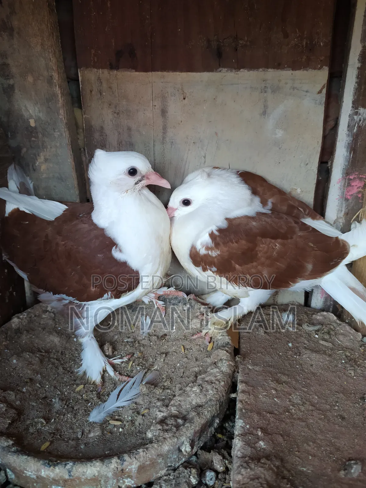 বুক সাদা রাজ গোল্লা কবুতরের বাচ্ছা বিক্রি হবে।