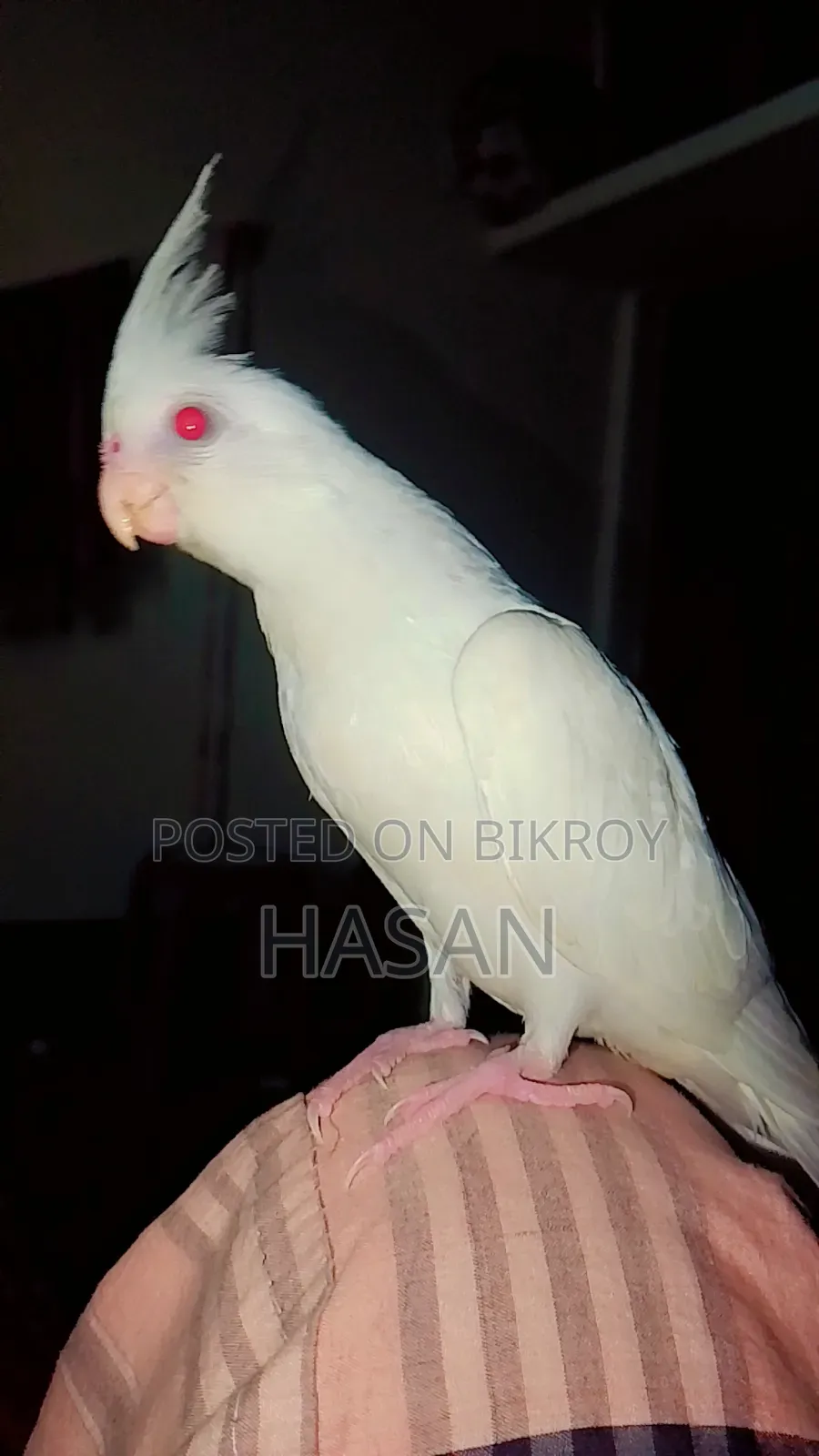 Super Tame Cockatiel Albino Red Eye
