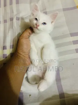 ১-৩ মাস বয়সী পুরুষ পিওরব্রেড পার্সিয়ান