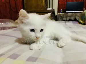 ১-৩ মাস বয়সী পুরুষ পিওরব্রেড পার্সিয়ান