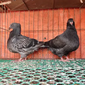 বড় সাইজের জায়ান্ট হোমার বাচ্চা জোড়া