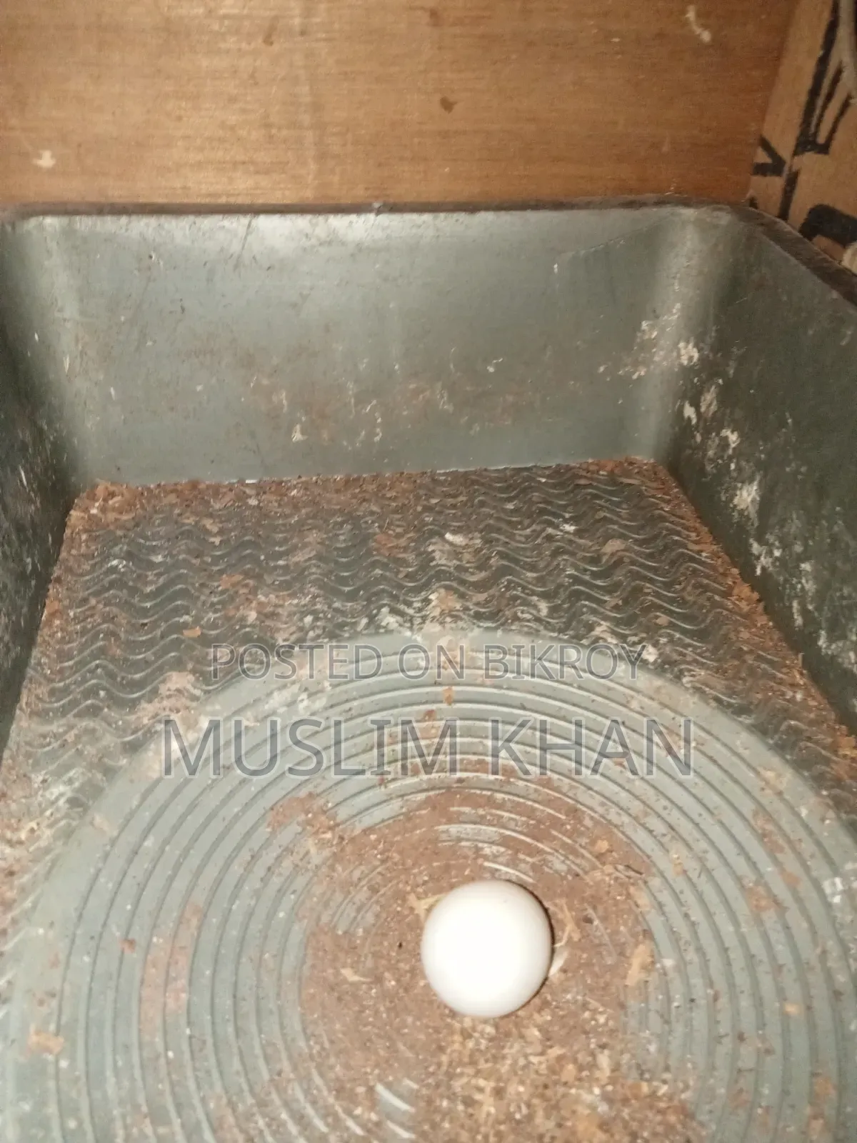 রানিং কোকাটেল পাখি