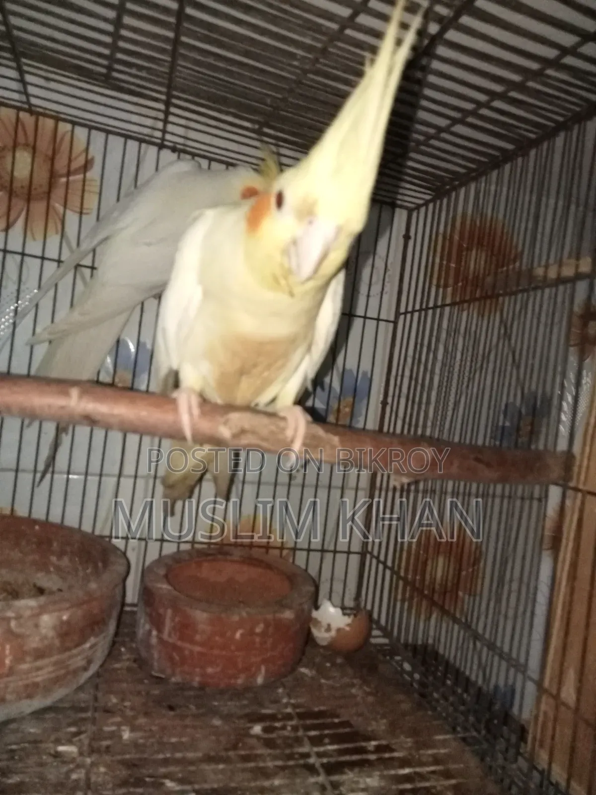 রানিং কোকাটেল পাখি