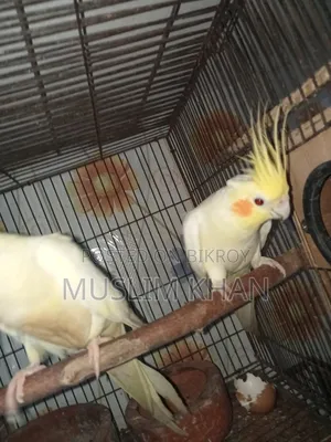 রানিং কোকাটেল পাখি