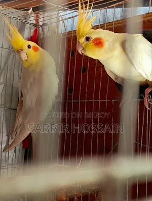 রানিং কোকাটেল পাখি