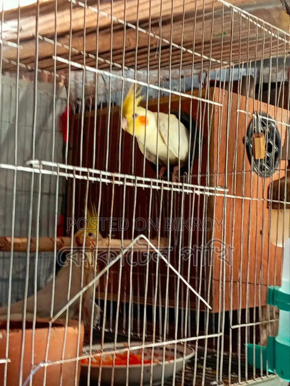 Cockatiel Bird