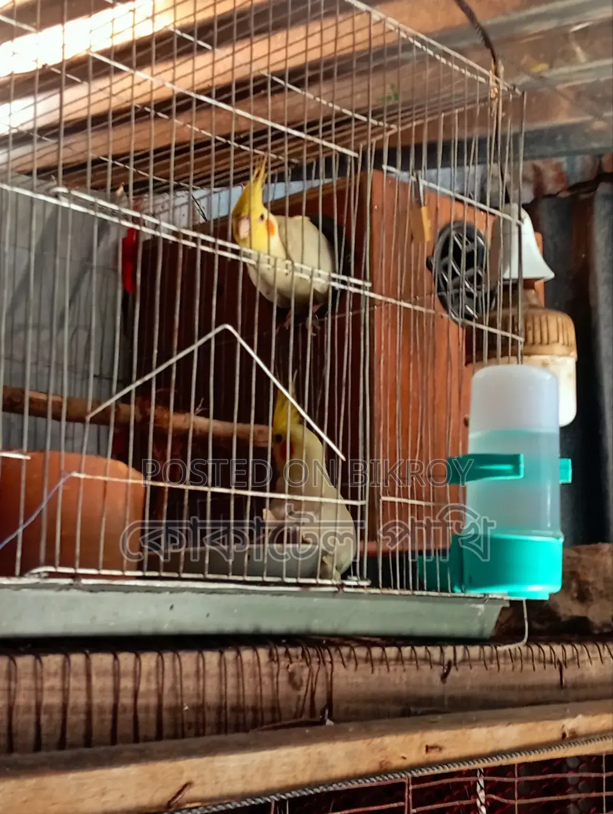 Cockatiel Bird