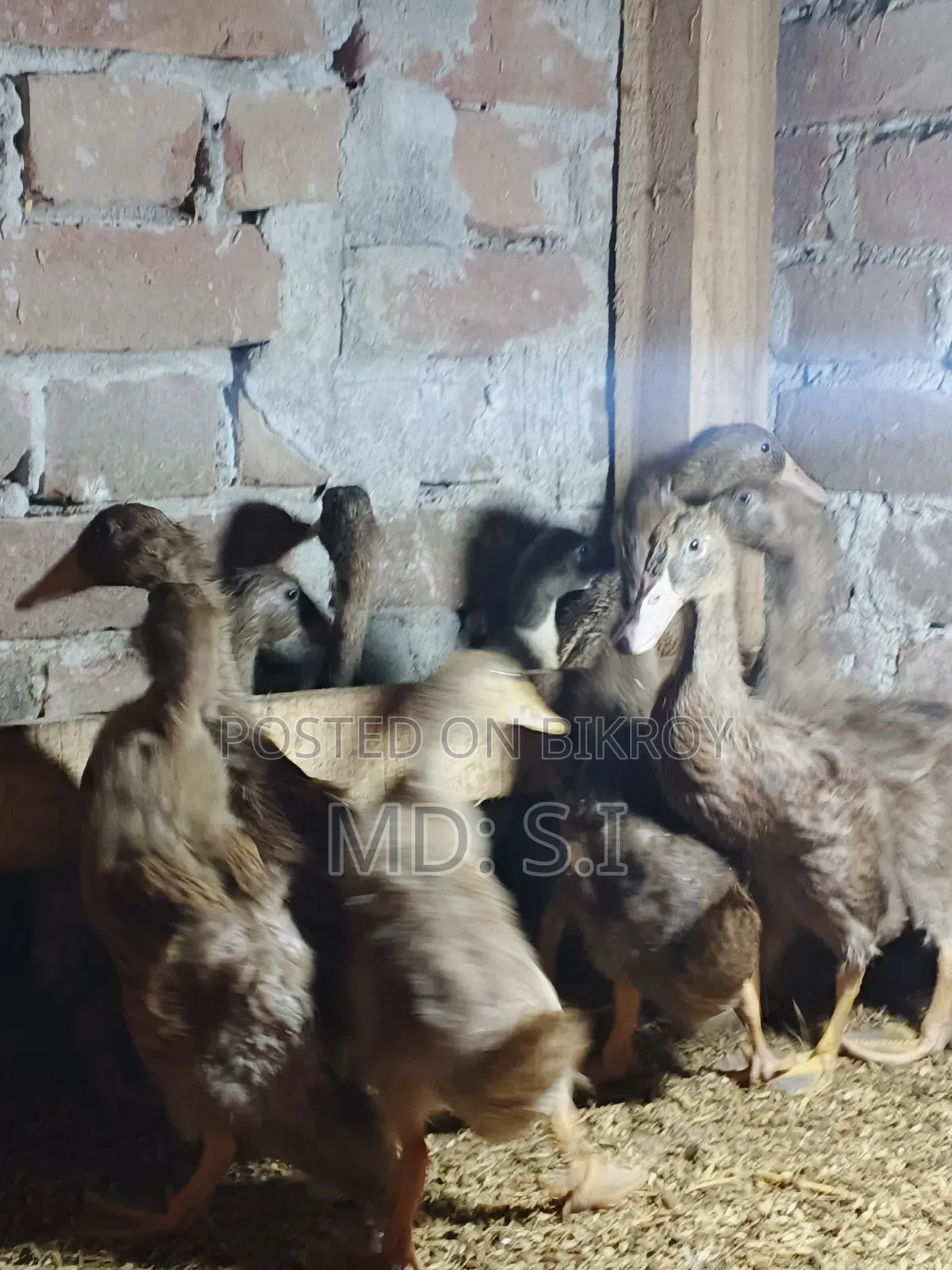 খাকি ক্যাম্বেল হাঁসের বাচ্চা বিক্রি হবে।