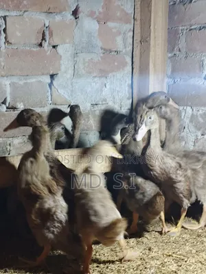Khaki Campbell ducklings for sale.