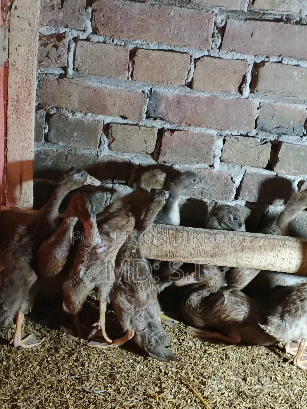 খাকি ক্যাম্বেল হাঁসের বাচ্চা বিক্রি হবে।