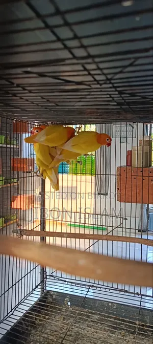 Yellow Fisher Love Birds