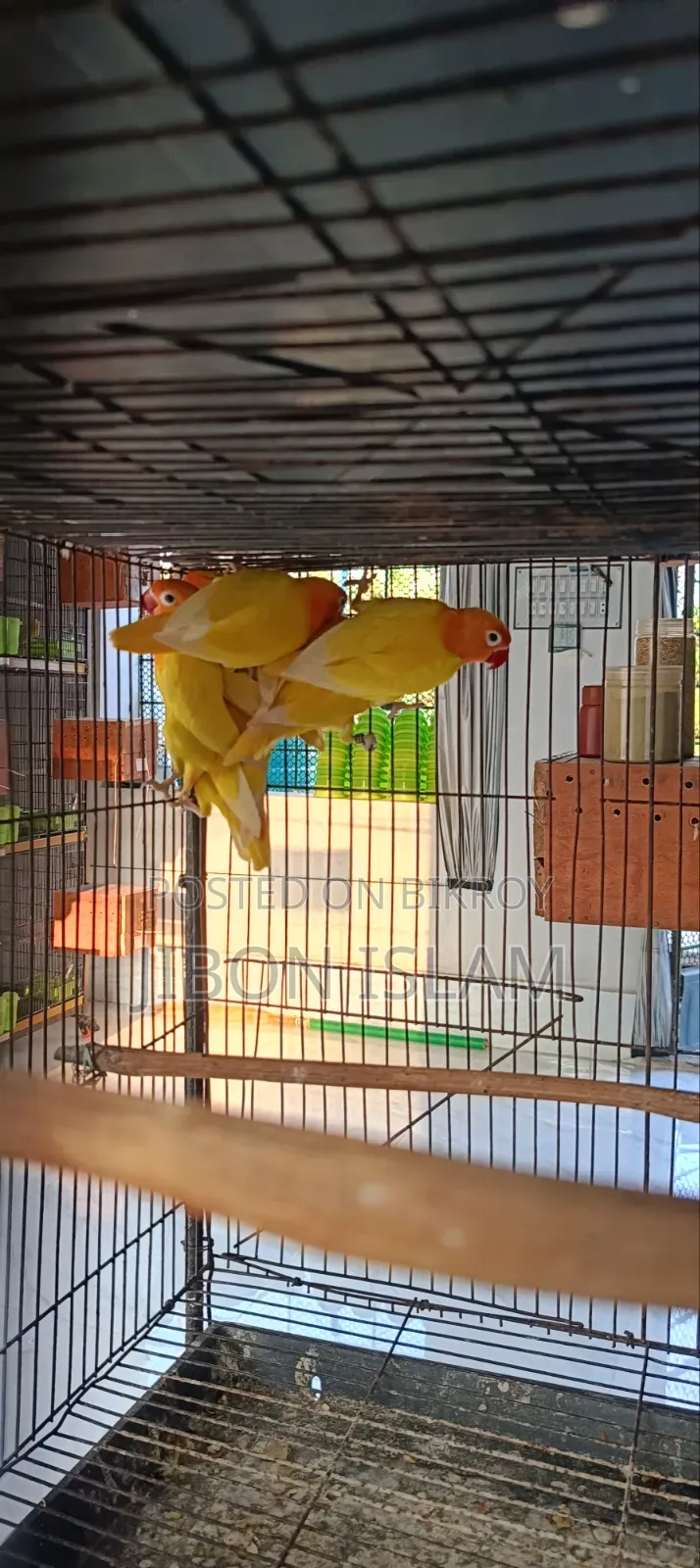Yellow Fisher Love Birds