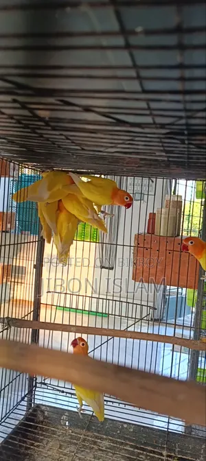 Yellow Fisher Love Birds