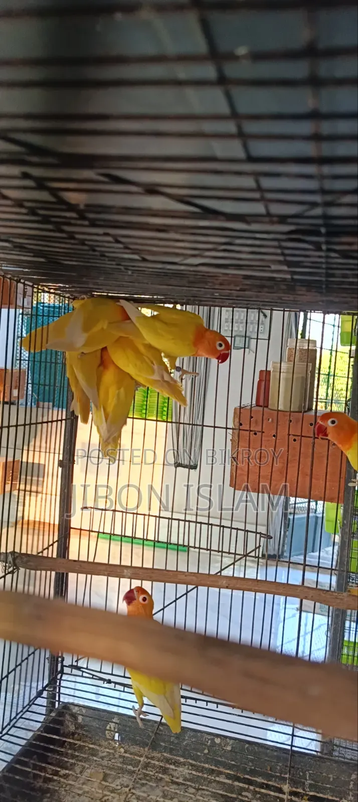 Yellow Fisher Love Birds