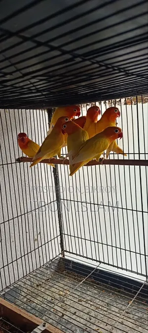 Yellow Fisher Love Birds
