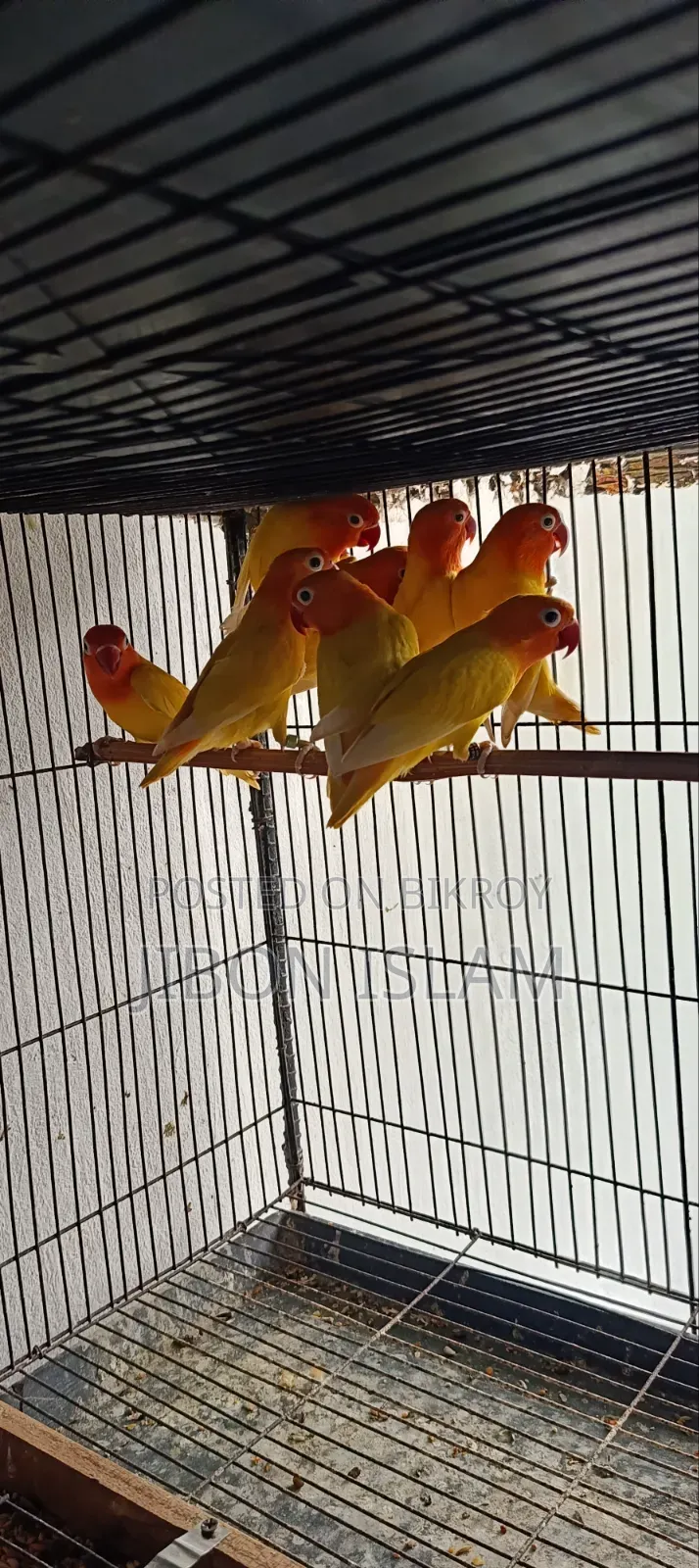 Yellow Fisher Love Birds