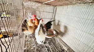 Serama Running Chicken