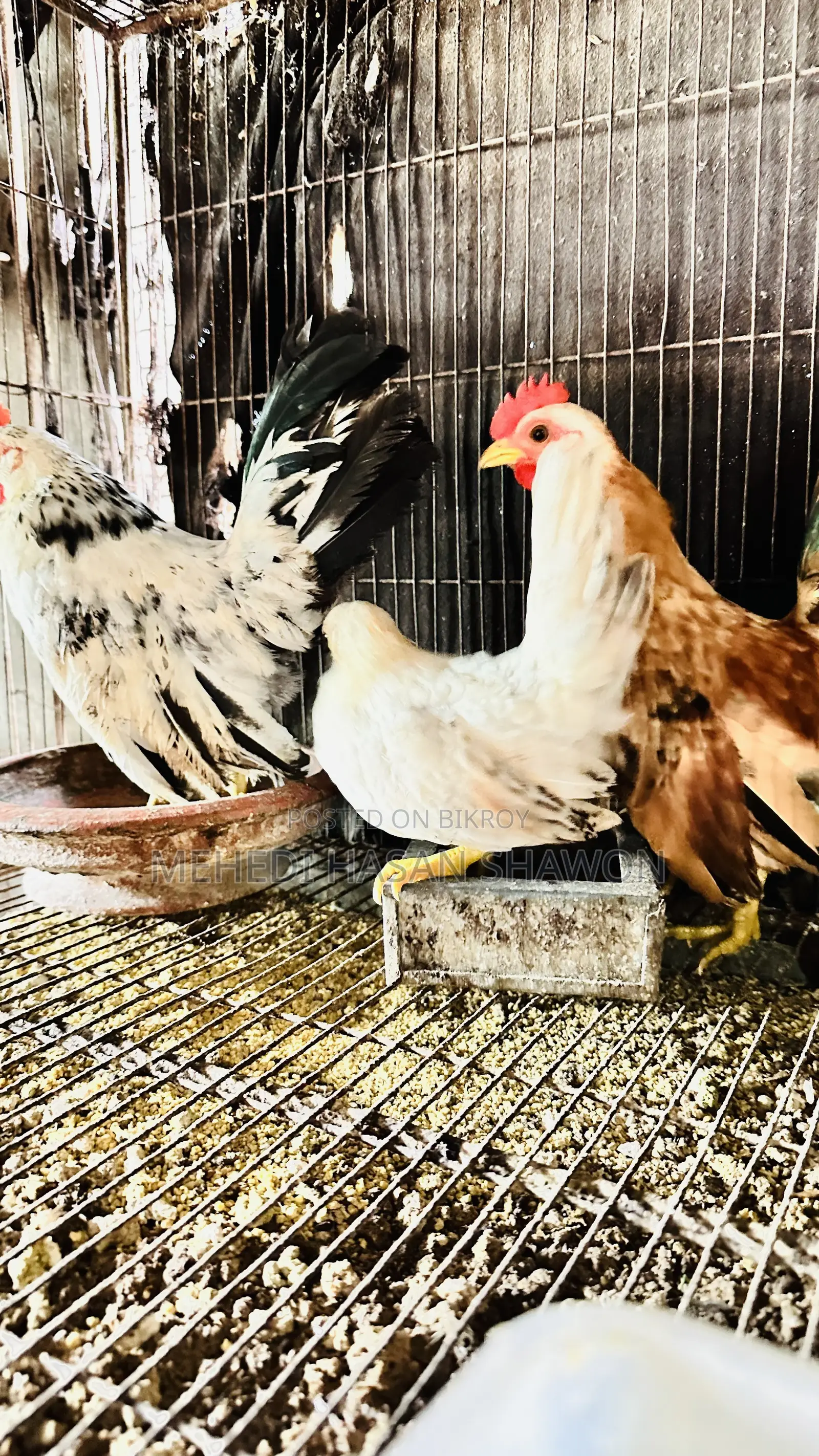 Serama Running Chicken