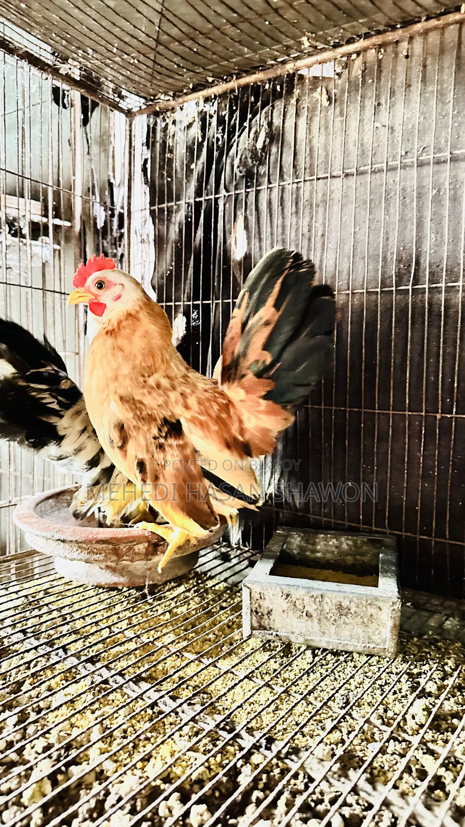 Serama Running Chicken