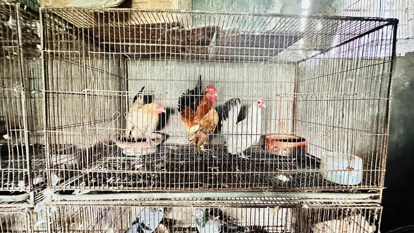 Serama Running Chicken