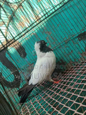সুস্থ সবল নান কবুতর