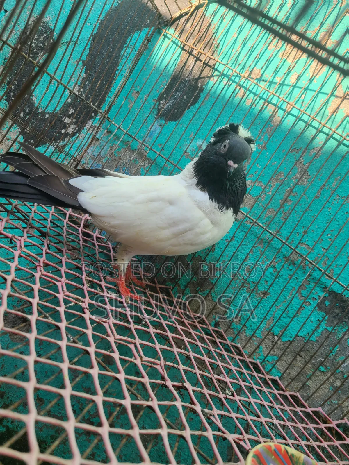 সুস্থ সবল নান কবুতর