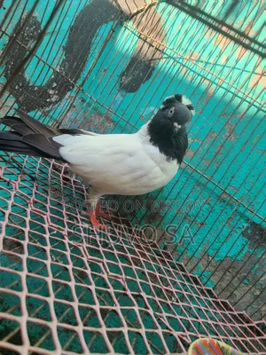 সুস্থ সবল নান কবুতর