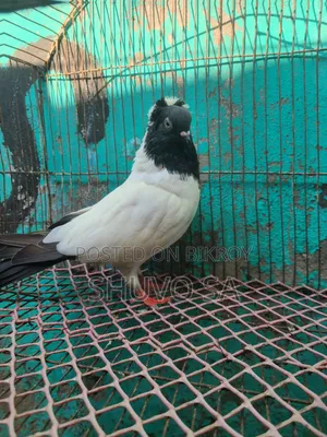 সুস্থ সবল নান কবুতর