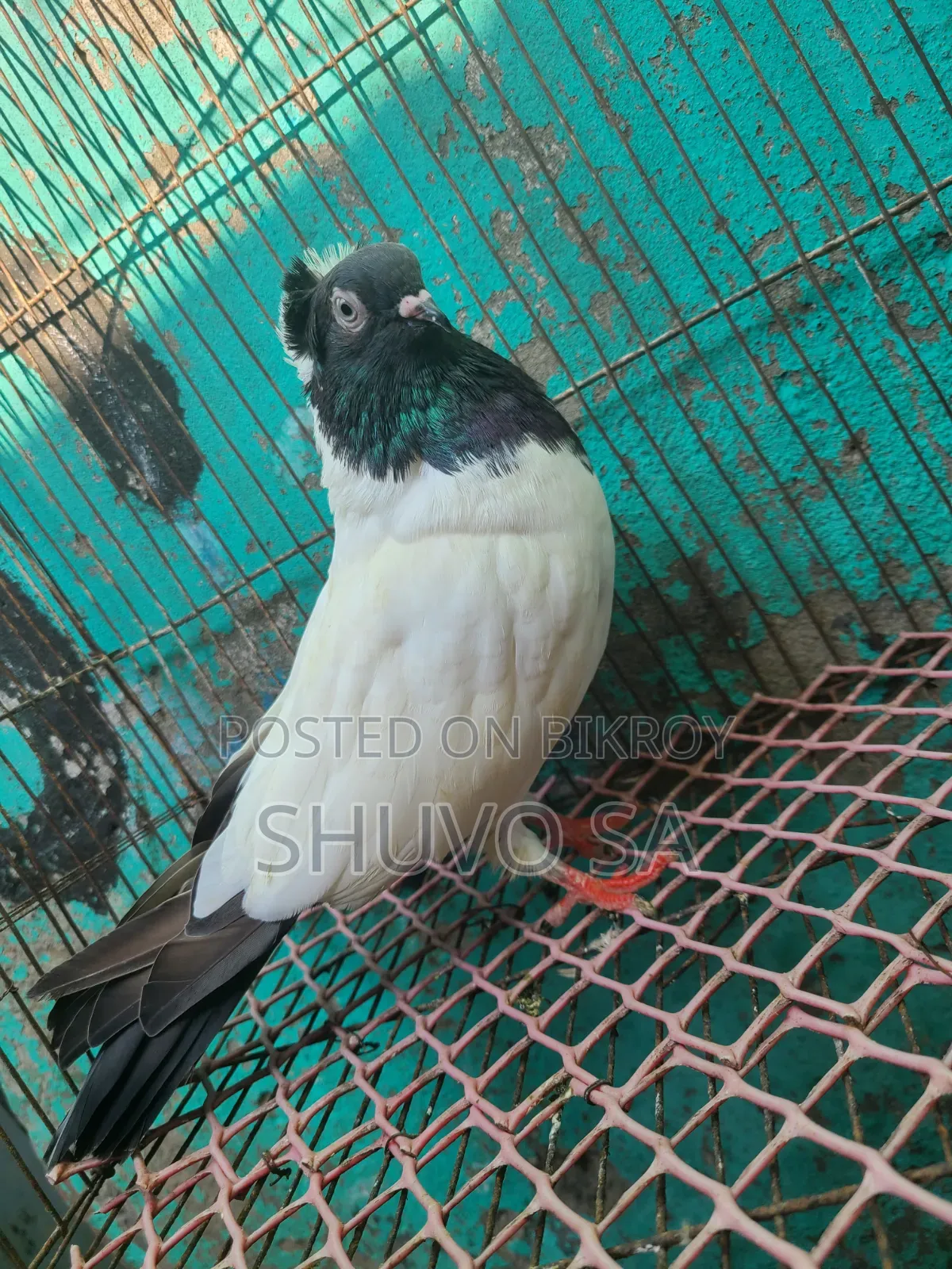 সুস্থ সবল নান কবুতর