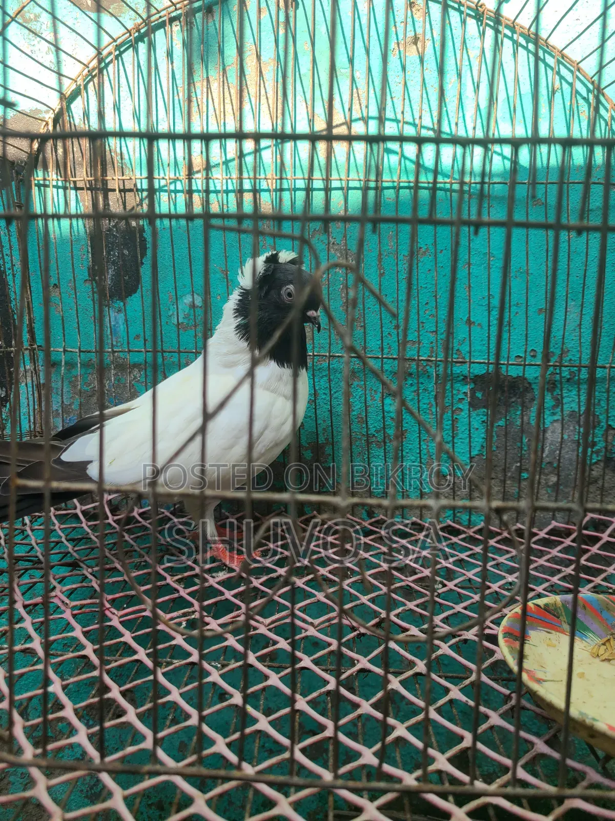 সুস্থ সবল নান কবুতর
