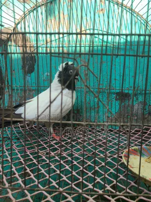 সুস্থ সবল নান কবুতর