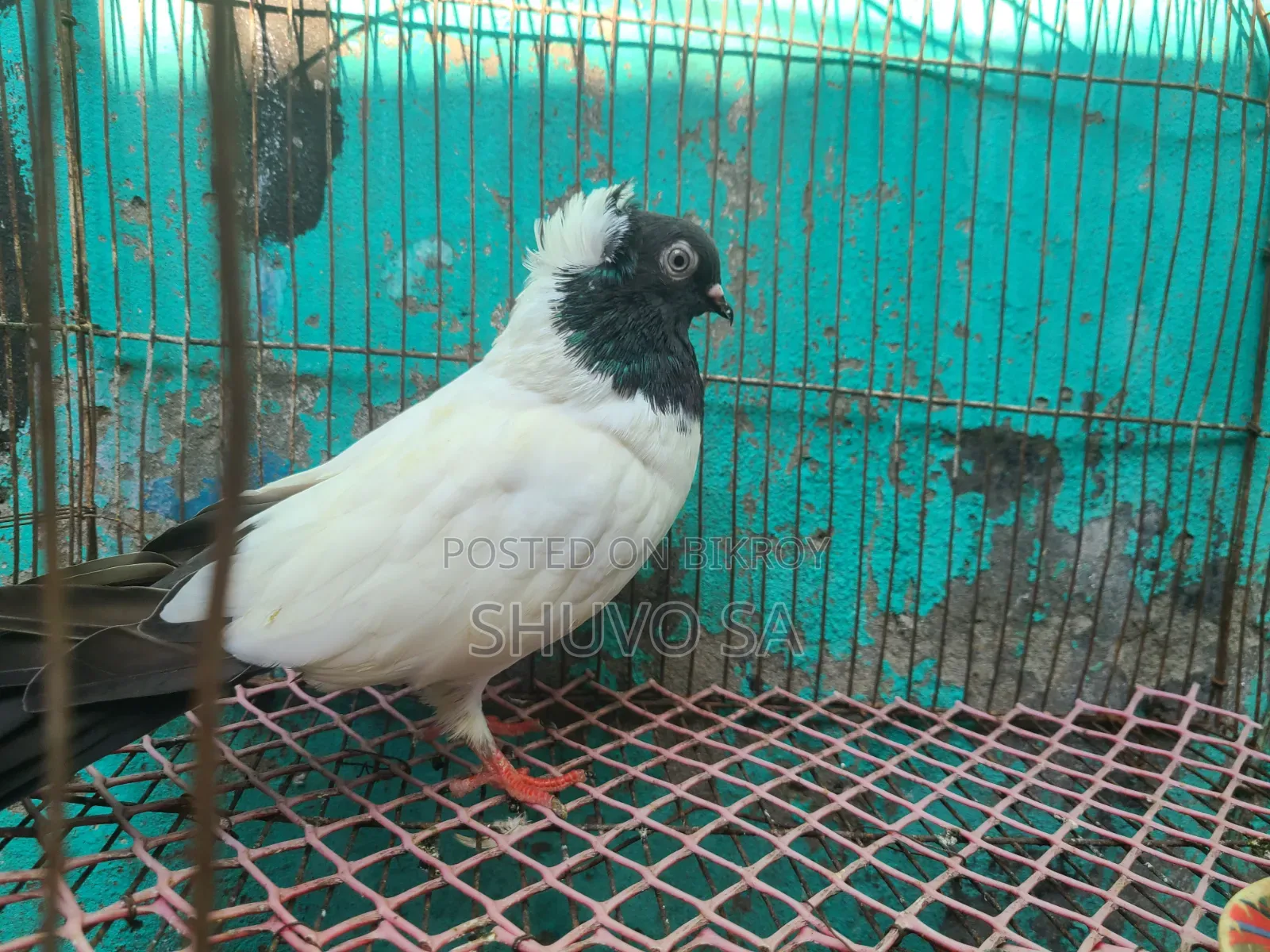 সুস্থ সবল নান কবুতর