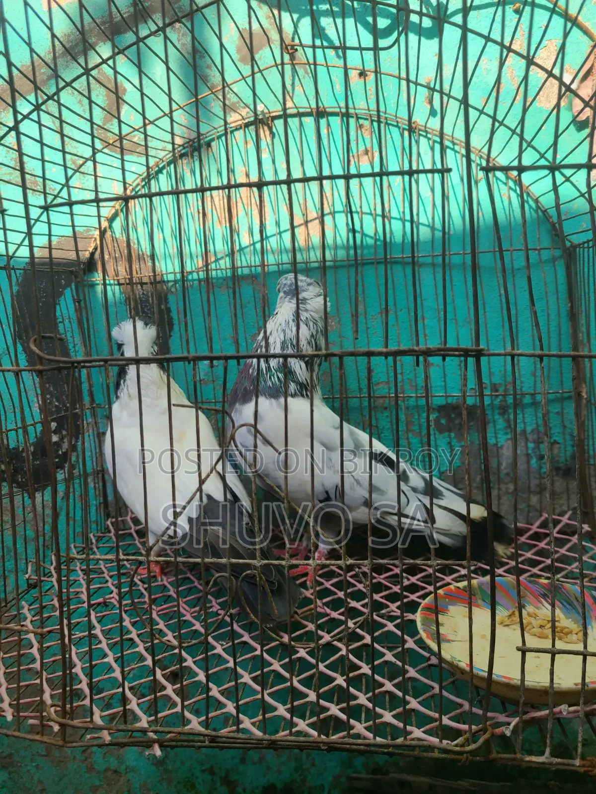 সুস্থ সবল নান কবুতর