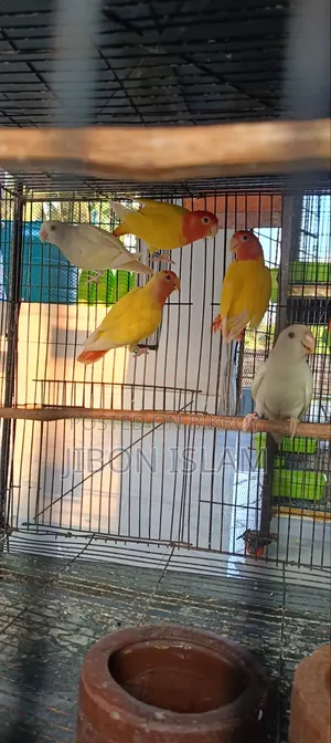 রেড হিট ওপ্যালিন লাভ বার্ডস